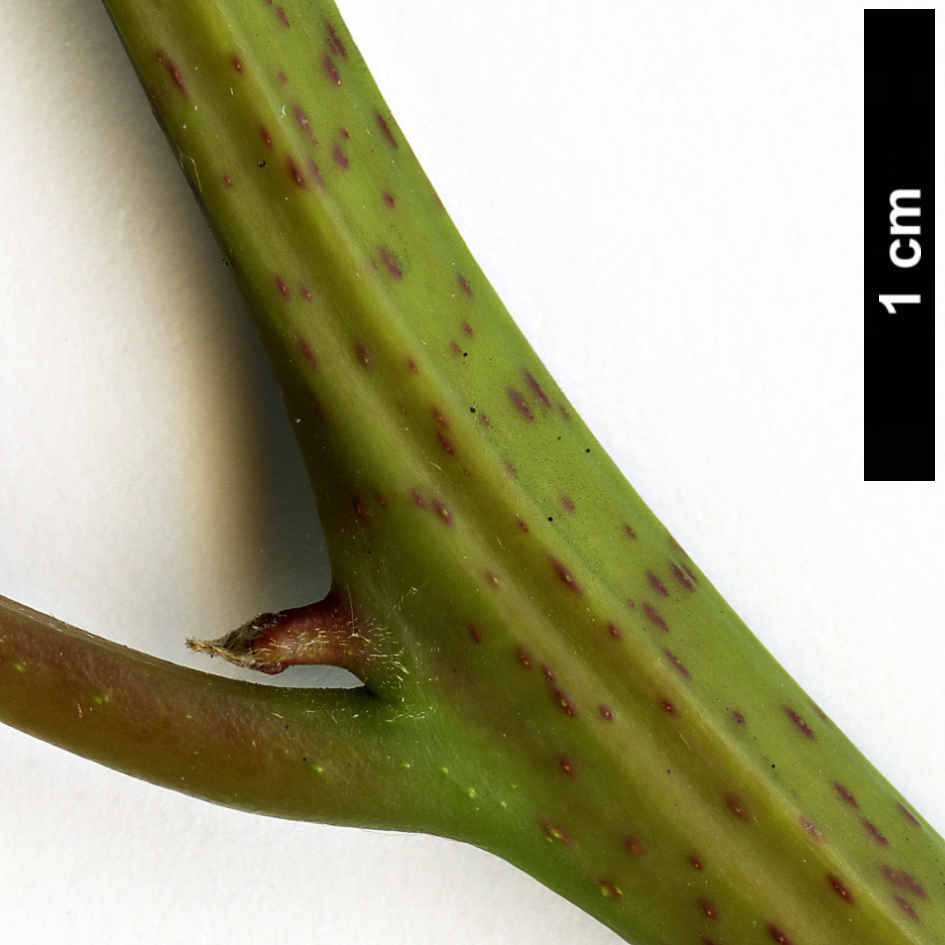 High resolution image: Family: Lauraceae - Genus: Nothaphoebe - Taxon: cavaleriei
